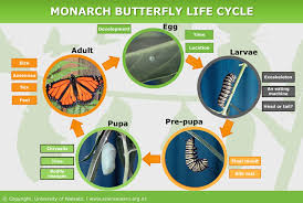 life cycle of monarch butterly